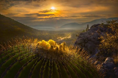 Valle de Tehuacán: el origen de la vida y la biodiversidad en México