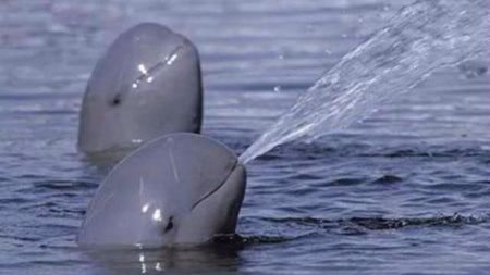 Expedición de investigadores hablan sobre la disminución en el número de vaquitas marinas