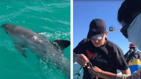 Científicos reportan avistamiento de crías de vaquita marina