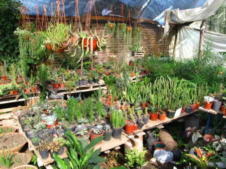 10 plantas exóticas que encontrarás en el mercado Madreselva de Xochimilco