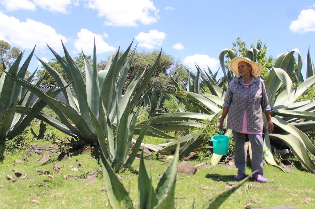 Dos festivales para celebrar el agave con mucha comida, pulque, tequila y el mezcal 