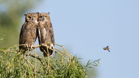 El Centro de Rescate del Zoológico de San Juan de Aragón libera 5 aves a su hábitat natural