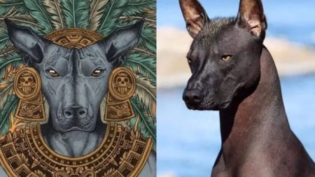 La historia del xoloitzcuintle: de guardián mexica a Patrimonio de la CDMX