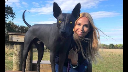 Xoloitzcuintles en Moscú, Rusia se convierte en gran criador y reproductor de xolos 