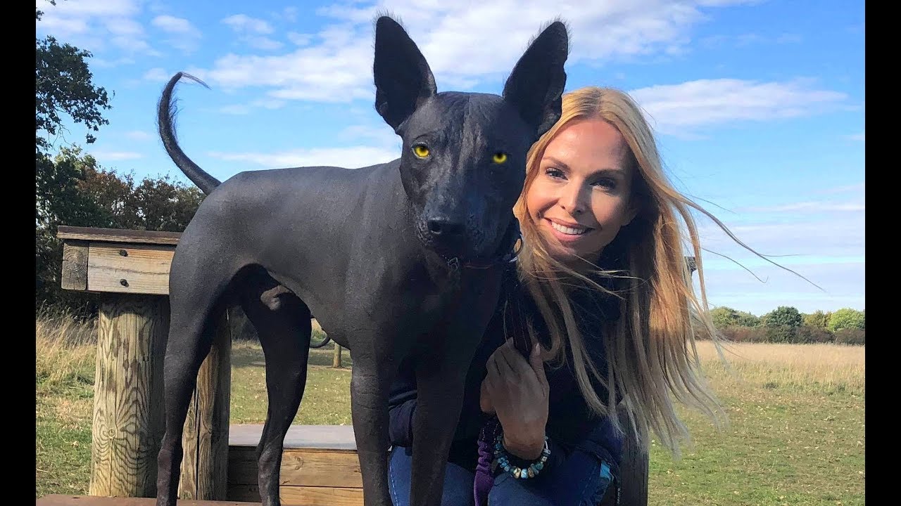 Xoloitzcuintles en Moscú, Rusia se convierte en gran criador y reproductor de xolos 