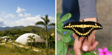 Yeé Lo Beé, el hábitat más grande de América Latina para mariposas