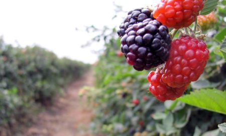 Un campo para recolectar zarzamoras cerca de la Ciudad de México