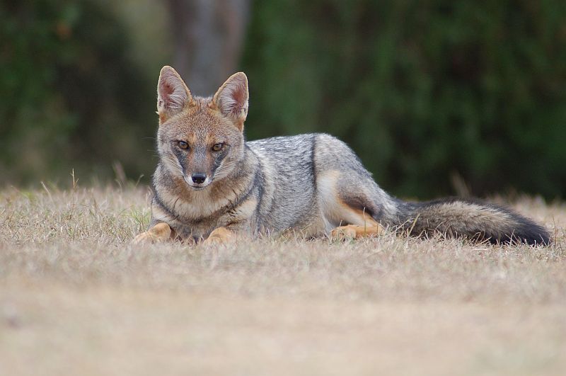 El zorro gris regresa a la reserva ecológica de CU