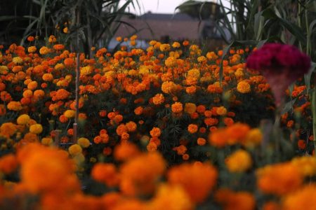 La flor de cempasúchil es cultivada por mexicanos en campos de California