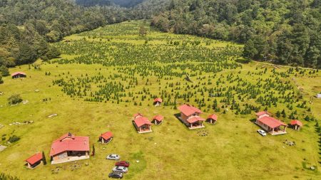 CDMX promueve venta de árboles de Navidad sustentables en CDMX