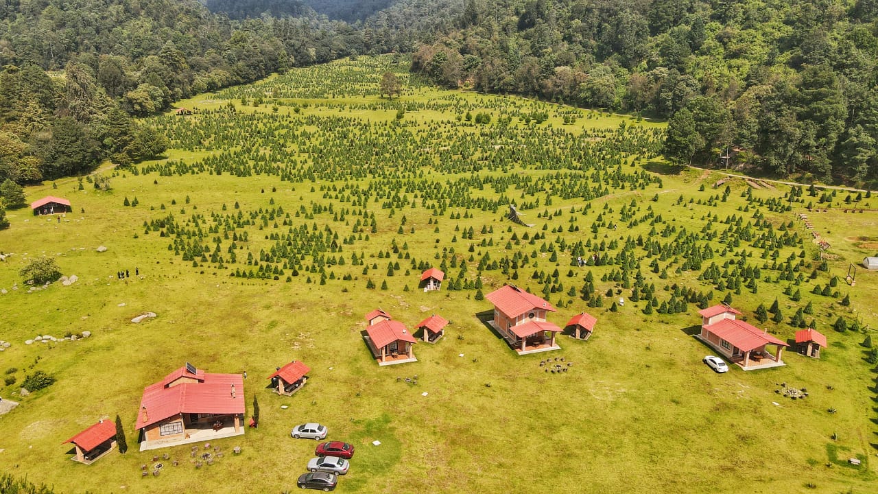 CDMX promueve venta de árboles de Navidad sustentables en CDMX