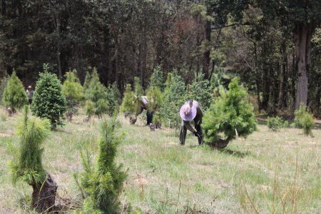 Bosque de los Árboles de Navidad en Amecameca, la experiencia mexicana que anuncia el invierno