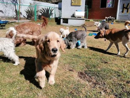 Alcaldías de la CDMX destinarán parte del presupuesto para protección animal