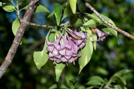 Científicos de la UNAM descubren nueva especie de árbol mexicano