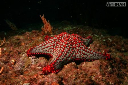 Toltecas hacían ofrendas y rituales con estrellas de mar del Pacífico