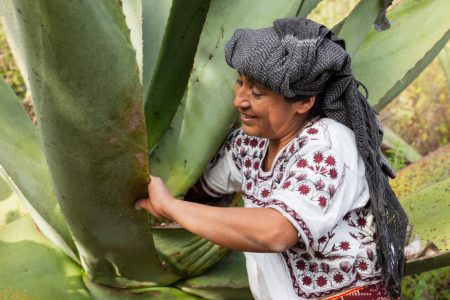 Festival Pulqueras de Mayahuel: una magna celebración en Los Pinos