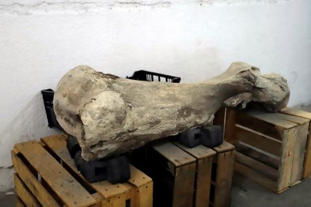 Descubren fósiles de hace 10,000 años en México que podrían cambiar nuestra historia