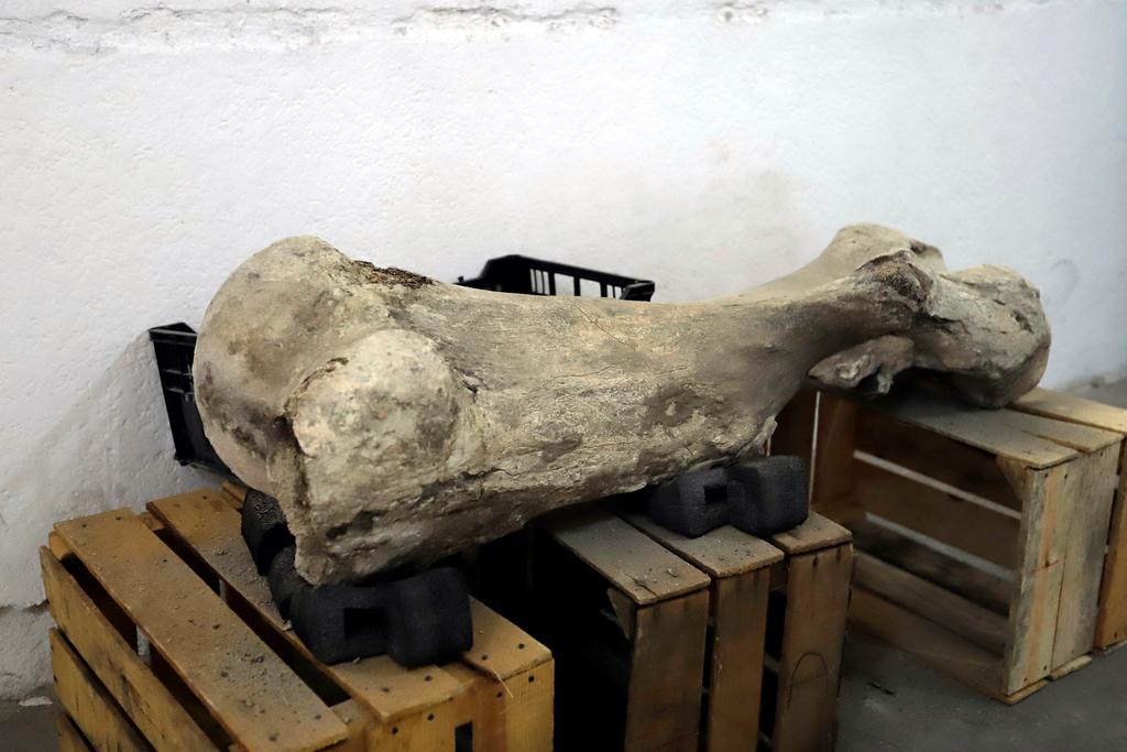 Descubren fósiles de hace 10,000 años en México que podrían cambiar nuestra historia