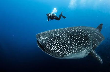 Un documental busca concienciar de las amenazas del tiburón ballena en México
