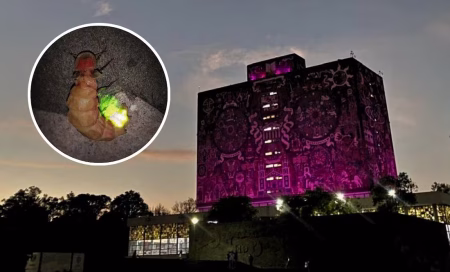 Habrá Festival de luciérnagas en Pabellón Nacional de la Biodiversidad de la UNAM