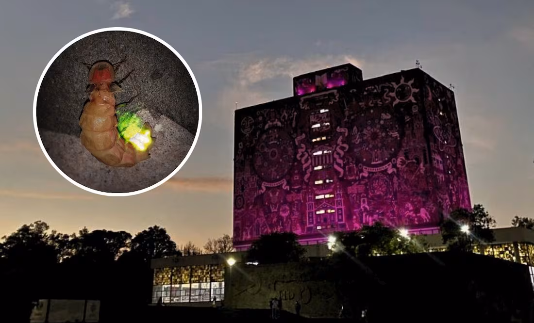 Habrá Festival de luciérnagas en Pabellón Nacional de la Biodiversidad de la UNAM