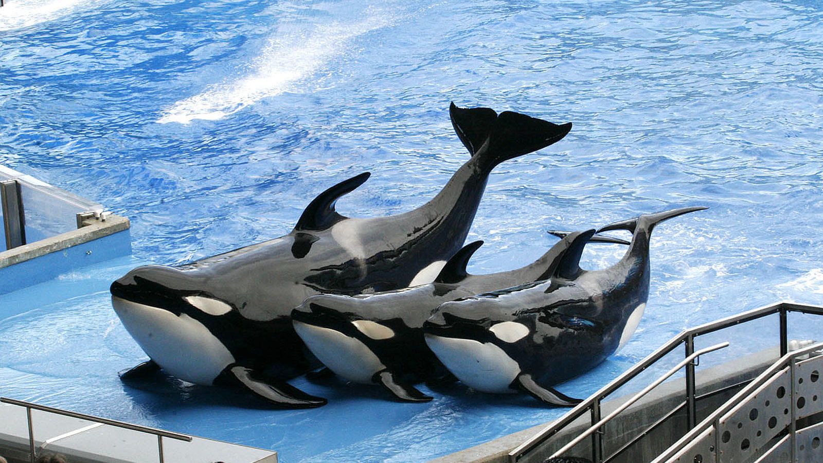 Se aprueba reforma que prohíbe usar mamíferos marinos en espectáculos en México  
