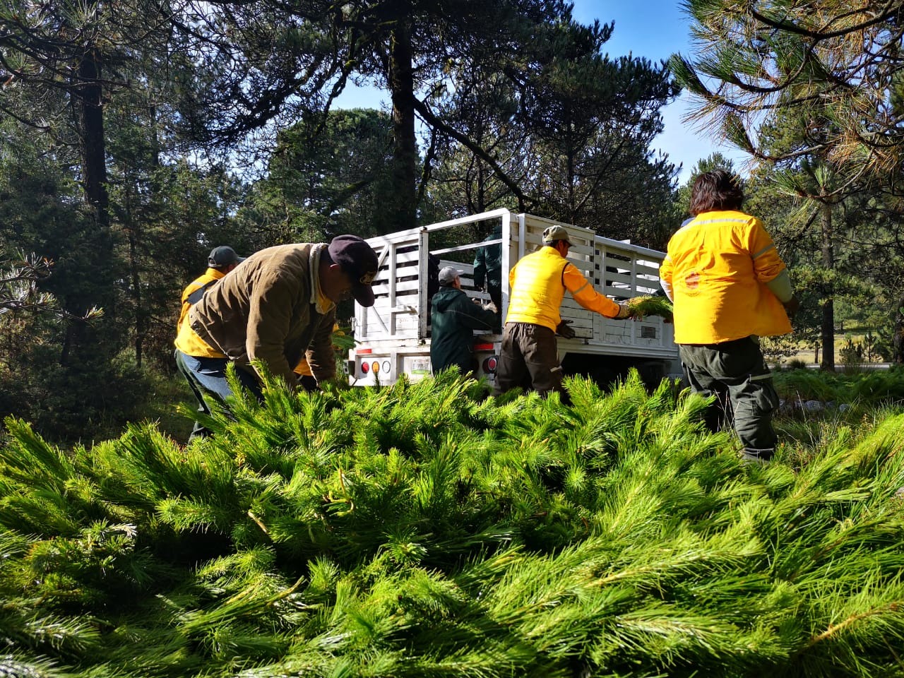 CDMX anuncia reforestación masiva y modelo de manzanas verdes