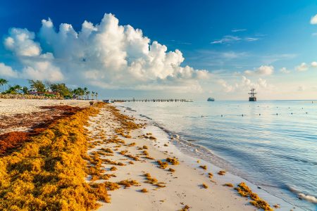 El sargazo en el Caribe Mexicano podría romper récords en 2025, advirtió la UNAM