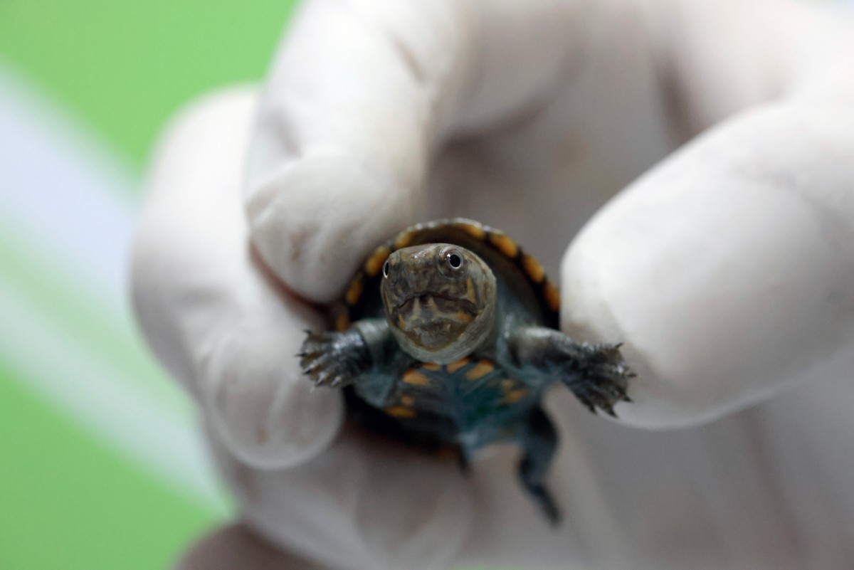 En México nace la tortuguita más pequeña del mundo, mide menos de 10 cm