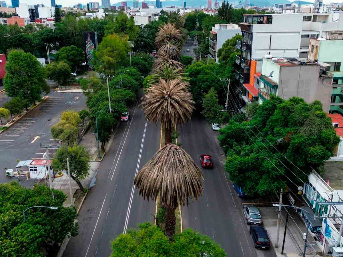 Plantarán más de 1,500 árboles nativos en CDMX