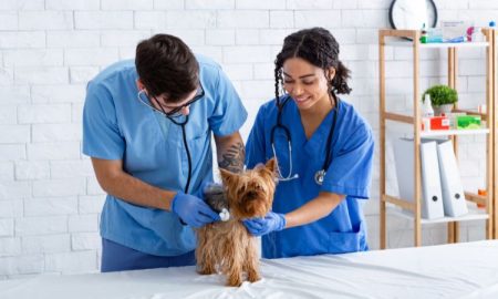 Hay un nuevo Hospital Veterinario en CDMX que brinda servicio las 24 horas