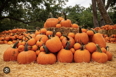 Pumpkin Santum, corta tu propia calabaza a solo 2 horas de la CDMX 