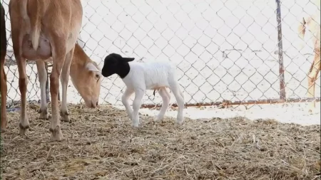 México hace historia: La UAM logra la primera clonación de un borrego en México