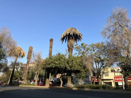 CDMX se despide de sus palmeras: retirarán hasta 9.000 ejemplares