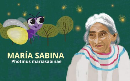Una luciérnaga descubierta en el Bosque de Chapultepec llevará el nombre María Sabina