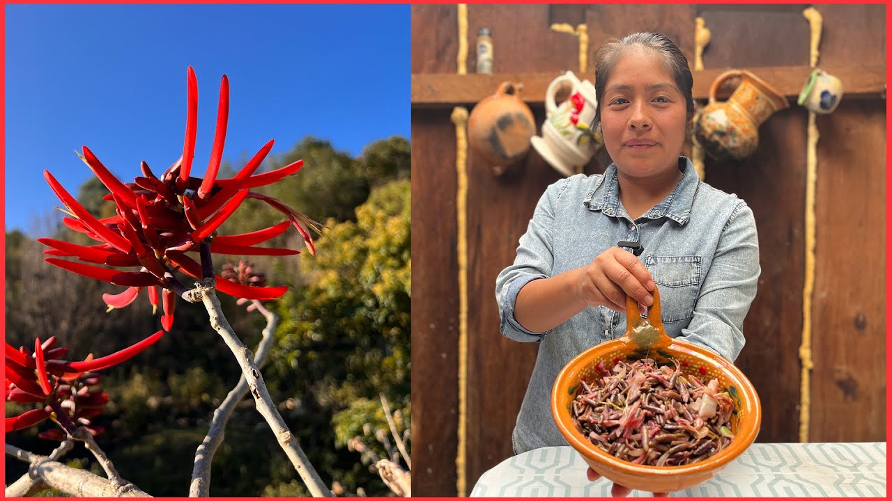 Flor del colorín, el secreto mejor guardado de la cocina mexicana