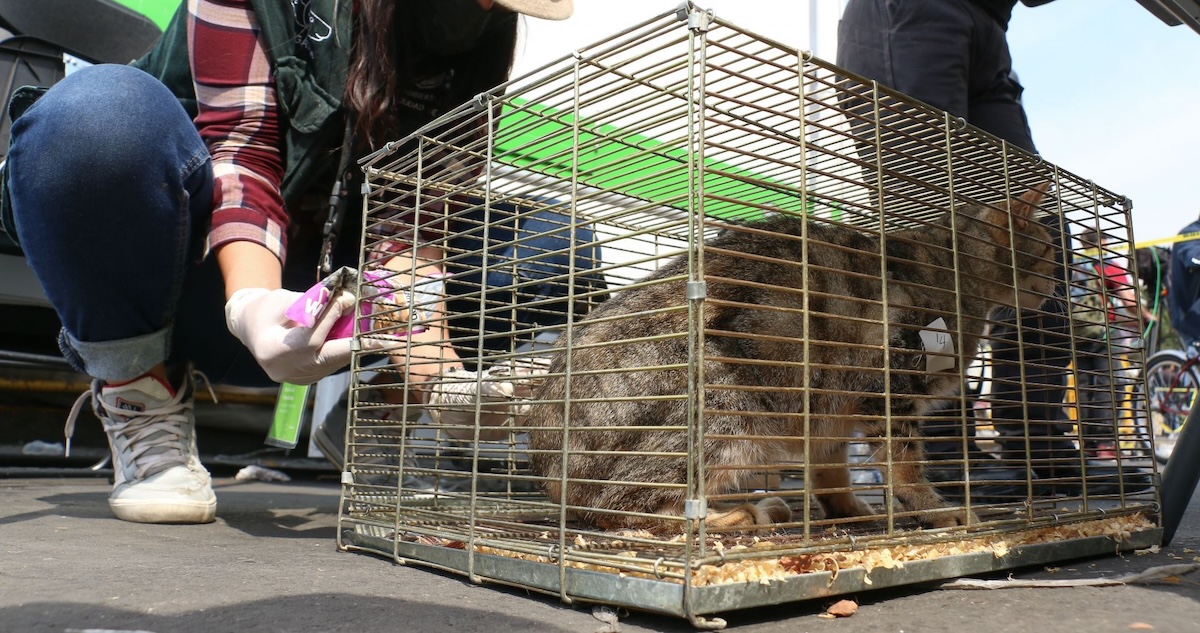 La venta de animales en el Mercado Sonora quedará prohibida antes de 2026