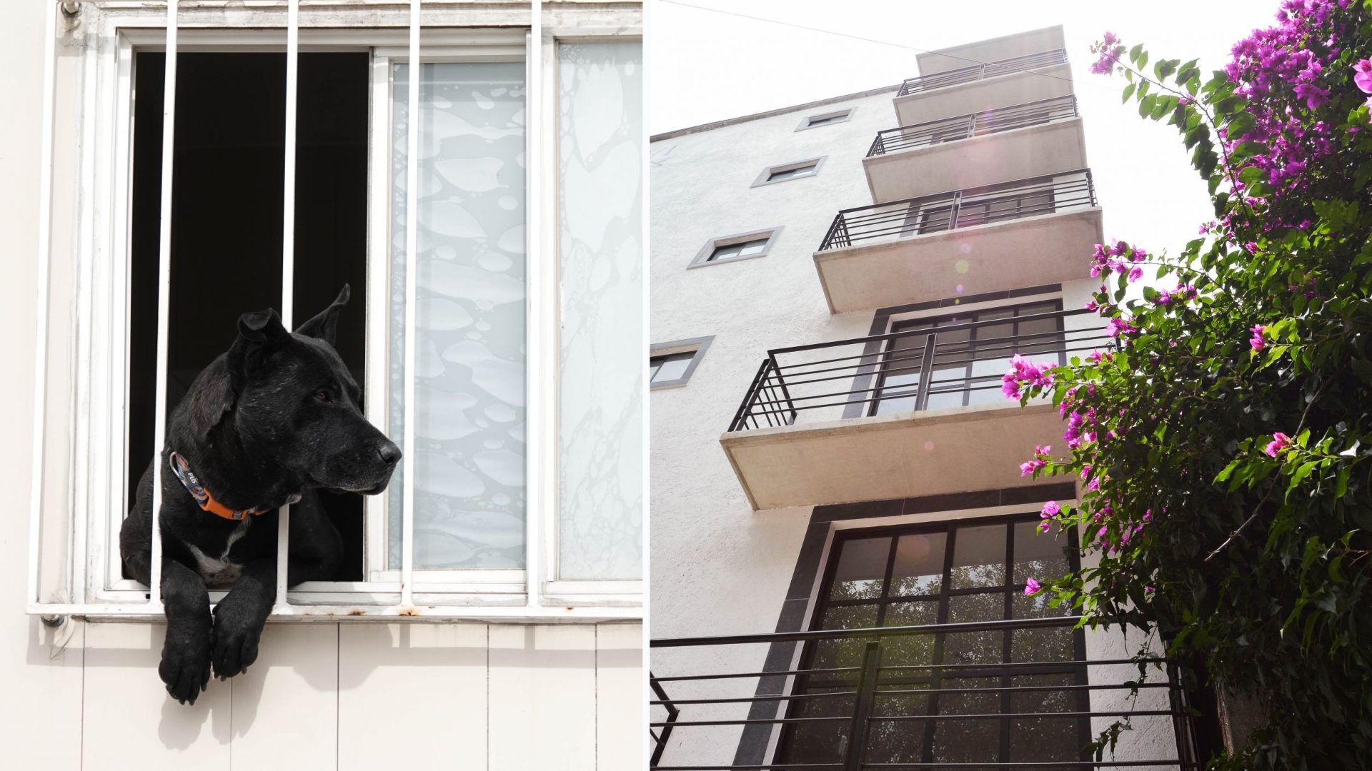 Ya no podrán negar rentar por tener niños o mascotas en CDMX