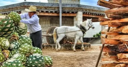Dan reconocimiento a mezcal de Aguascalientes como uno de los mejores de México