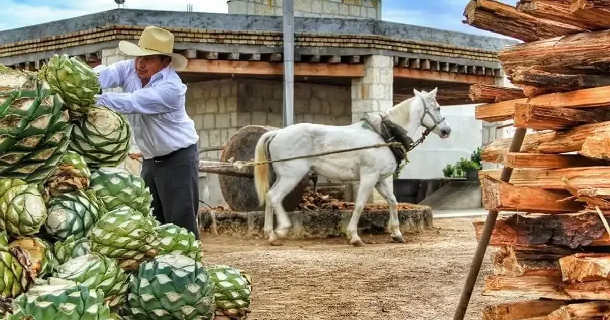 Dan reconocimiento a mezcal de Aguascalientes como uno de los mejores de México