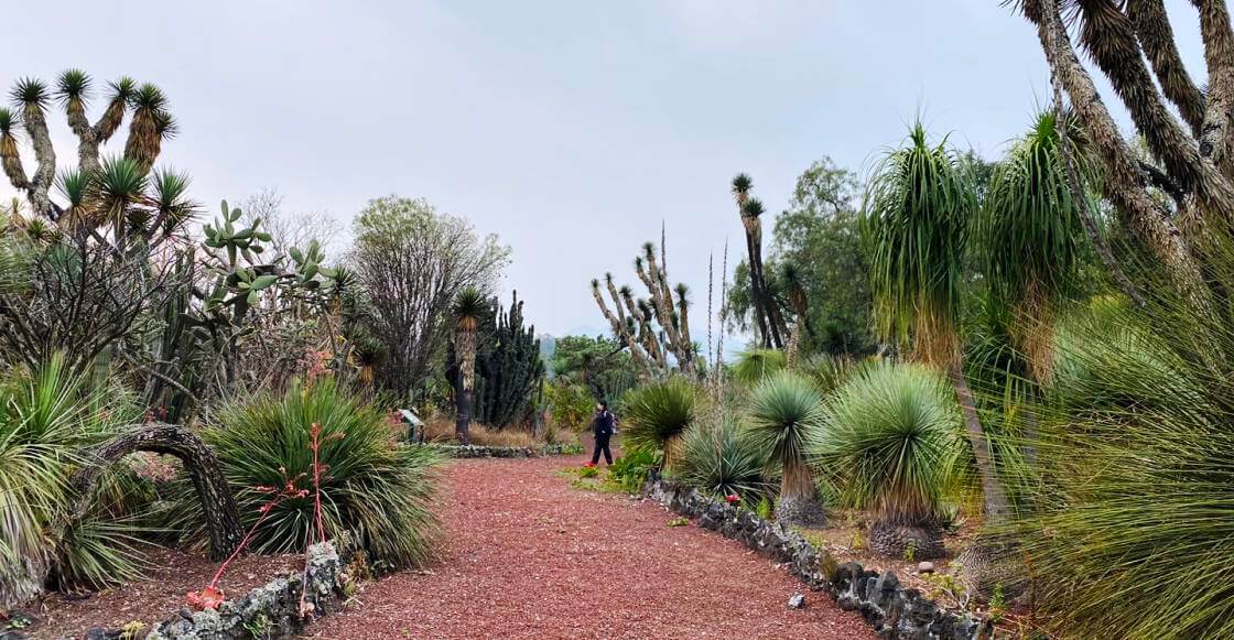 Estos son los Paseos Culturales en CDMX gratuitos que habrá en noviembre