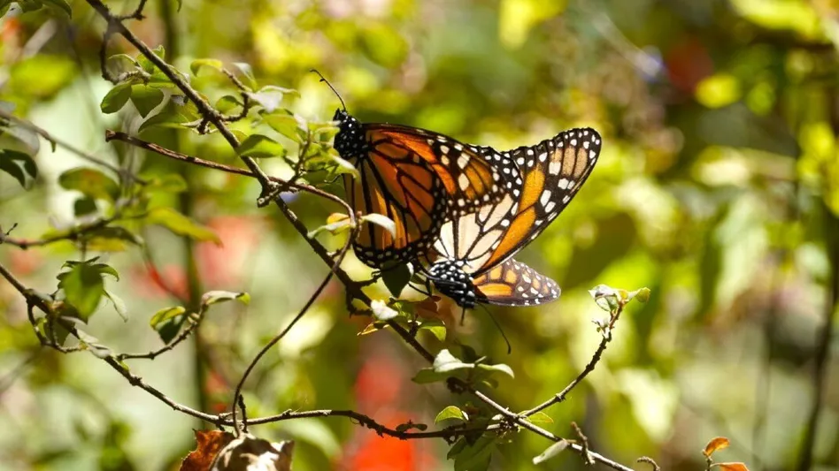 La primer mariposa monarca con transmisor satelital llega a Michoacán