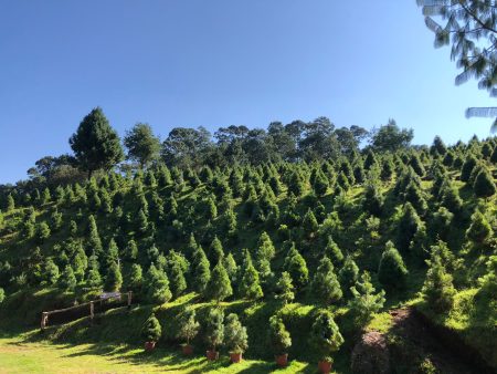 CDMX inicia la temporada de venta de árboles naturales de Navidad