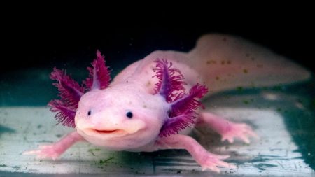 Adopta un Ajolote: UNAM lanza campaña para Salvar al Ícono Vivo de México