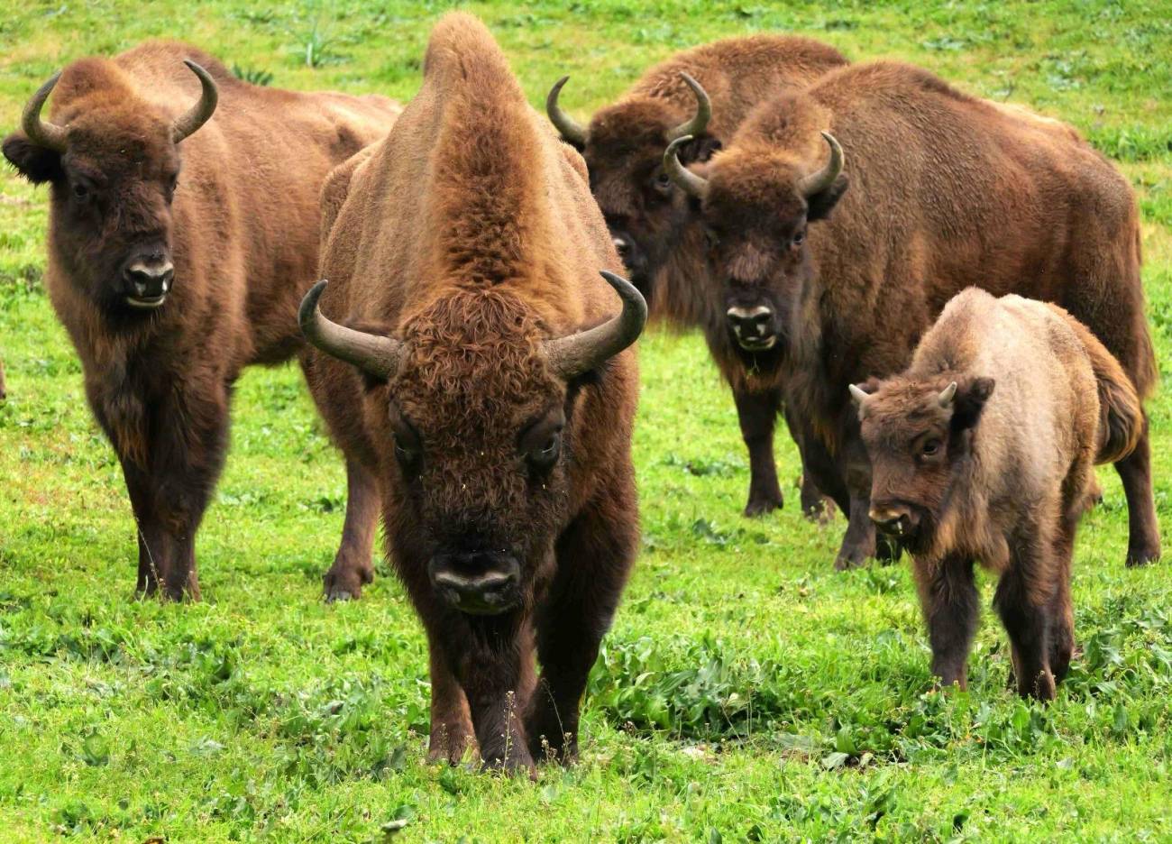 Bisontes regresan a Cuatro Ciénegas: conservación histórica en Coahuila