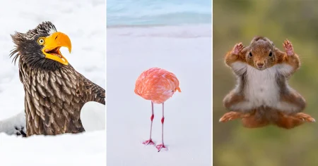 La naturaleza con sentido del humor: las fotos más divertidas de los Comedy Wildlife Awards 2025