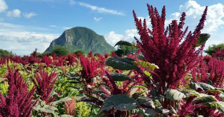 De semilla ancestral a motor económico: la historia del amaranto en Tulyehualco, Xochimilco