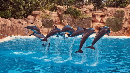 México prohíbe shows con animales marinos y libera 350 delfines