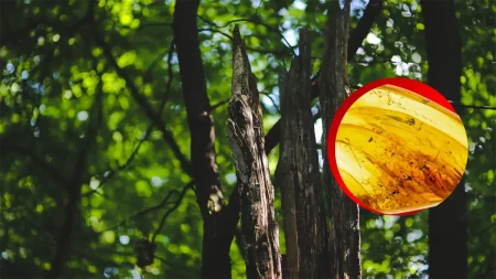 Encuentran en Chiapas un árbol productor de ámbar de hace 23 millones de años