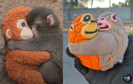 Conchanguitos: aquí puedes comprar el pan del changuito Punch en CDMX